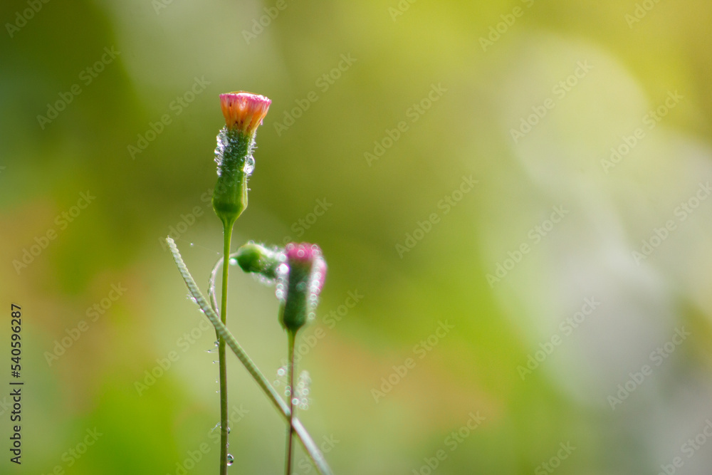 Obraz premium red poppy flower