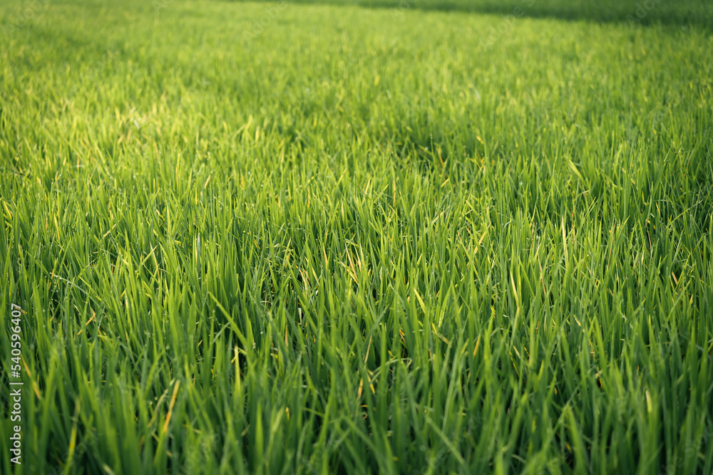 Terrace Rice Fields or sawah in morning sunshine