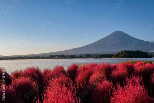 早朝の山梨県河口湖の湖畔のコキアと富士山 photo