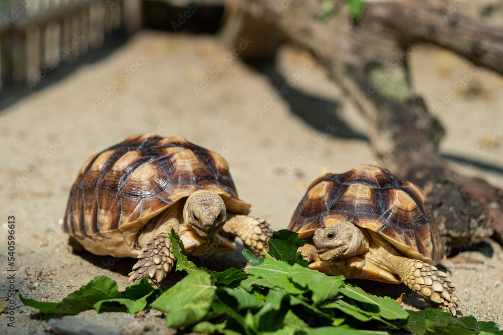 Sucata tortoise eating vegetables with nature background Sucata tortoise eating vegetables with nature background