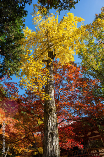 Sunny view of the beautiful fall color of Daigoji Temple