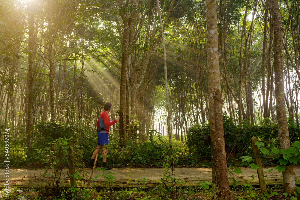 A senior man walking in the beautiful sunbeam dunring sunrise in the rubber plantation A senior man walking in the beautiful sunbeam dunring sunrise in the rubber plantation