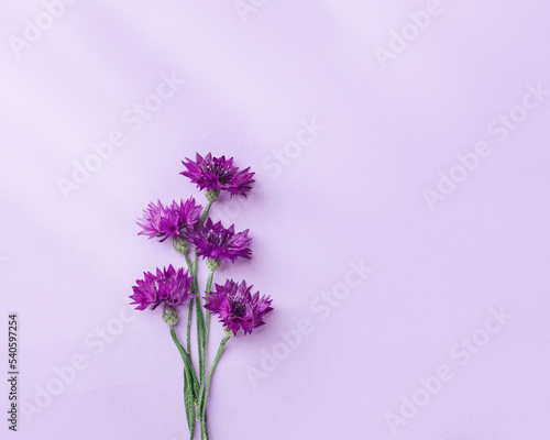 Minimal flat lay of summer purple flowers on lilac background. Flower of blue cornflower. Summer flowery flat lay of cornflower blossoms with beautiful light and shadows Aesthetic still life