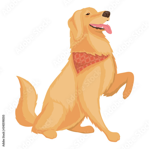 golden retriever dog