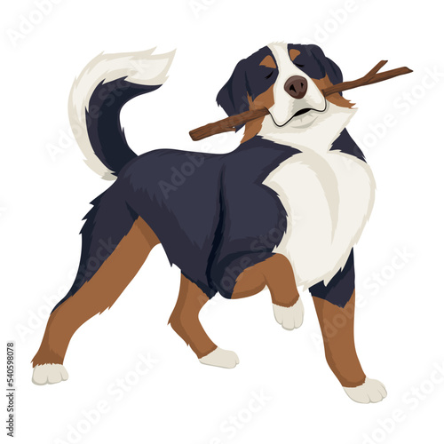 berner sennenhund dog photo