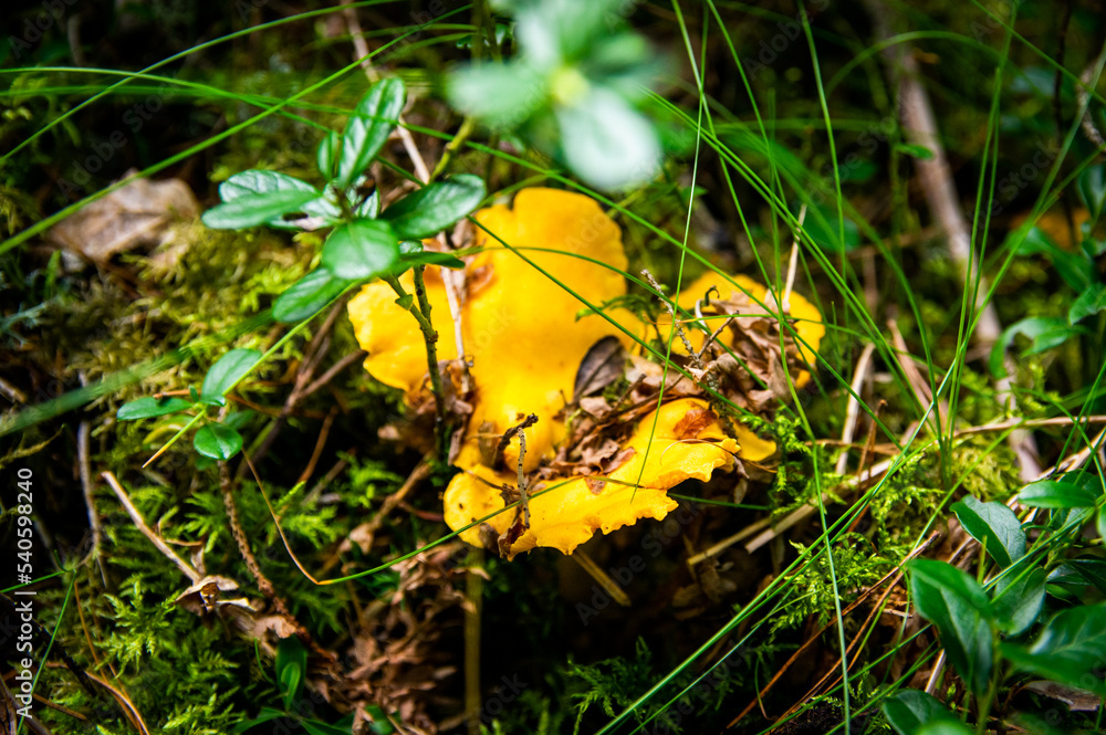 Close up of wavy fresh golden chanterelles in moss wood dirt in forest vegetation. Group of yellow cap edible mushrooms growing among trees in Sweden. Nature scenery of autumn ground, outdoor nature