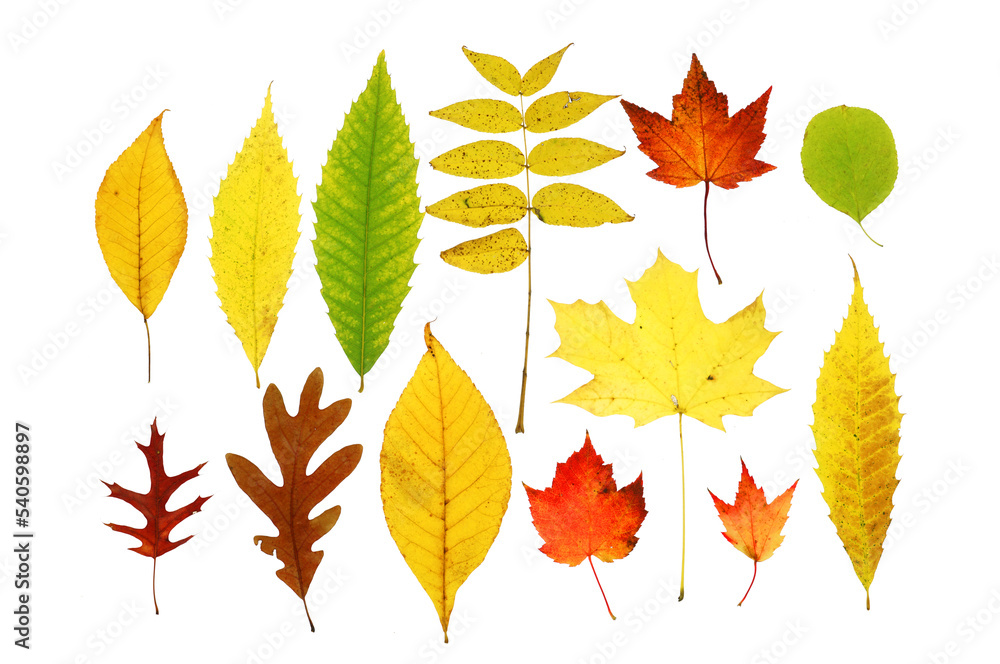 colorful autumn maple leaves isolated on white background