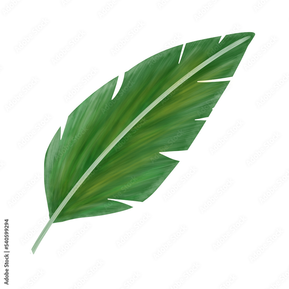 Fototapeta premium green tropical leaf isolated