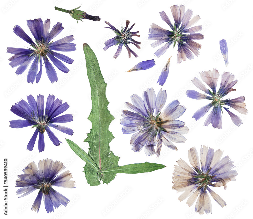 Pressed and dried delicate transparent blue flowers chicory or cichorium. Isolated on white background. For use in scrapbooking, floristry or herbarium.