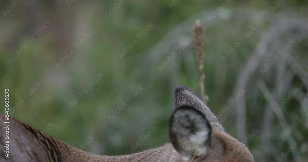 Doe deer grazing for food in autumn - close up side profile of head Doe deer grazing for food in autumn - close up side profile of head