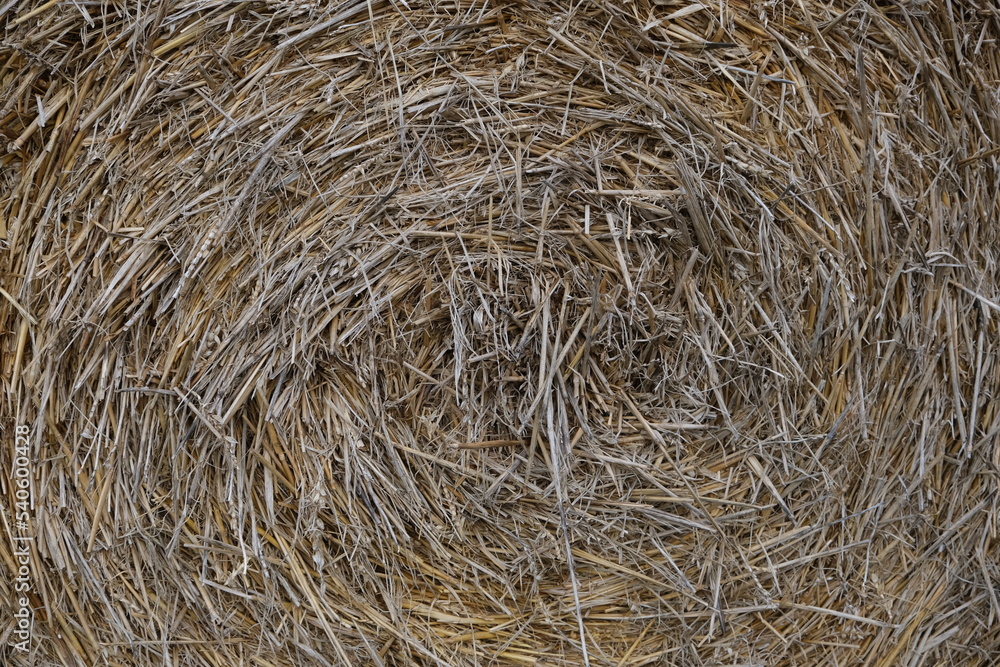 Hay for compost, hay or dry grass, natural material, haystack closeup, straw texture Hay for compost, hay or dry grass, natural material, haystack closeup, straw texture