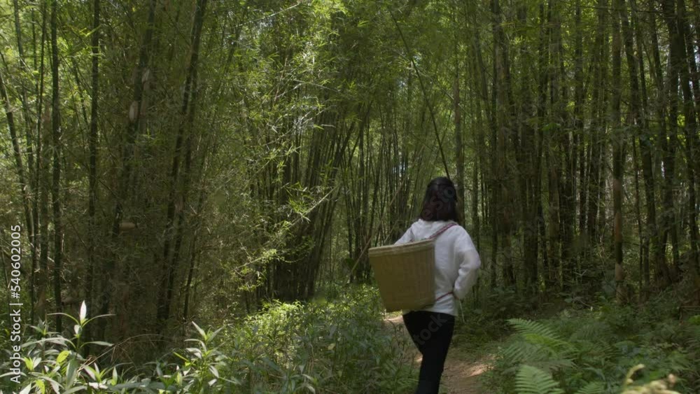 Unknown girl wandering in woods with a basket for berry gathering in China Unknown girl wandering in woods with a basket for berry gathering in China