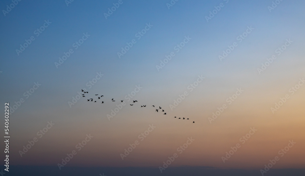 Obraz premium Flock of ducks flying in the sky at sunset time.
