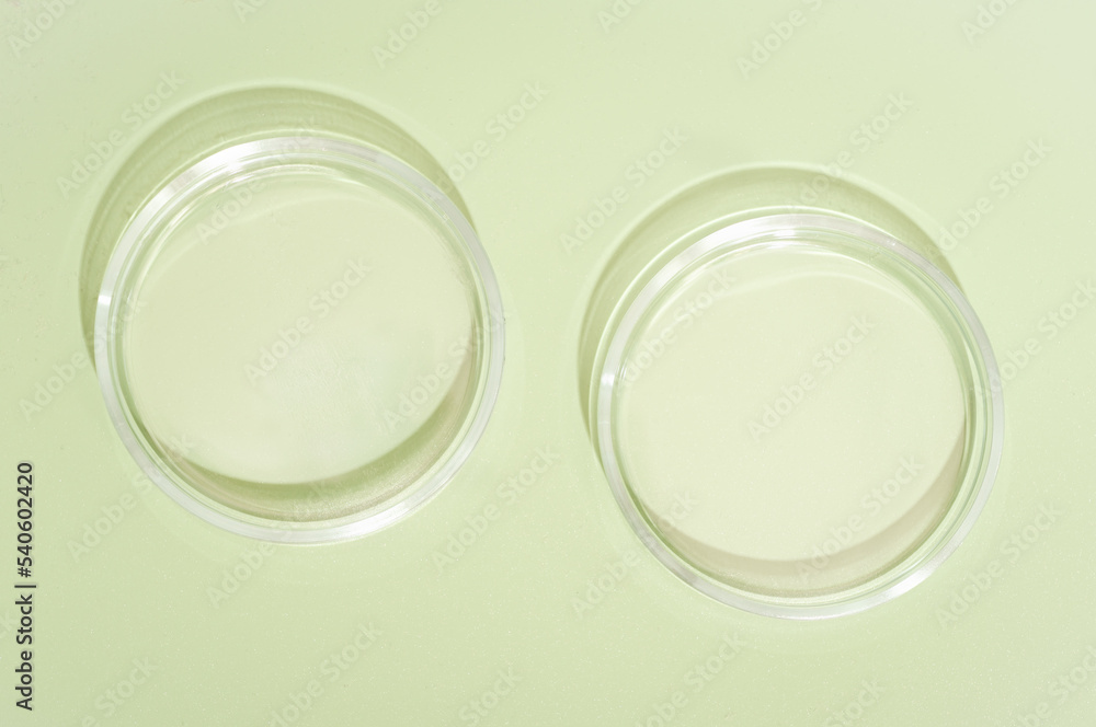 two empty petri dishes on green background. copy space. medical or pharmaceutical laboratory equipment, study and research in biotechnology and health care product development, top view two empty petri dishes on green background. copy space. medical or pharmaceutical laboratory equipment, study and research in biotechnology and health care product development, top view