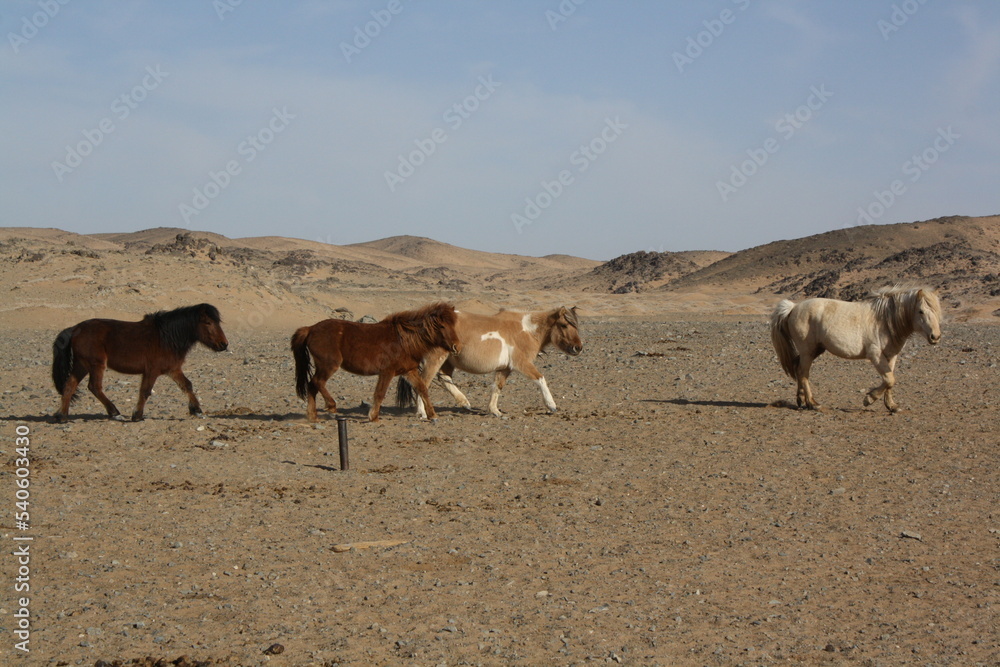 Mongolian Takhi (Przewalski) horses in the largely tranquil desert, Gobi in Umnugovi province, Mongolia. The Mongolian horses freely roam in the largely barren deserts. They eat dried bushes there.