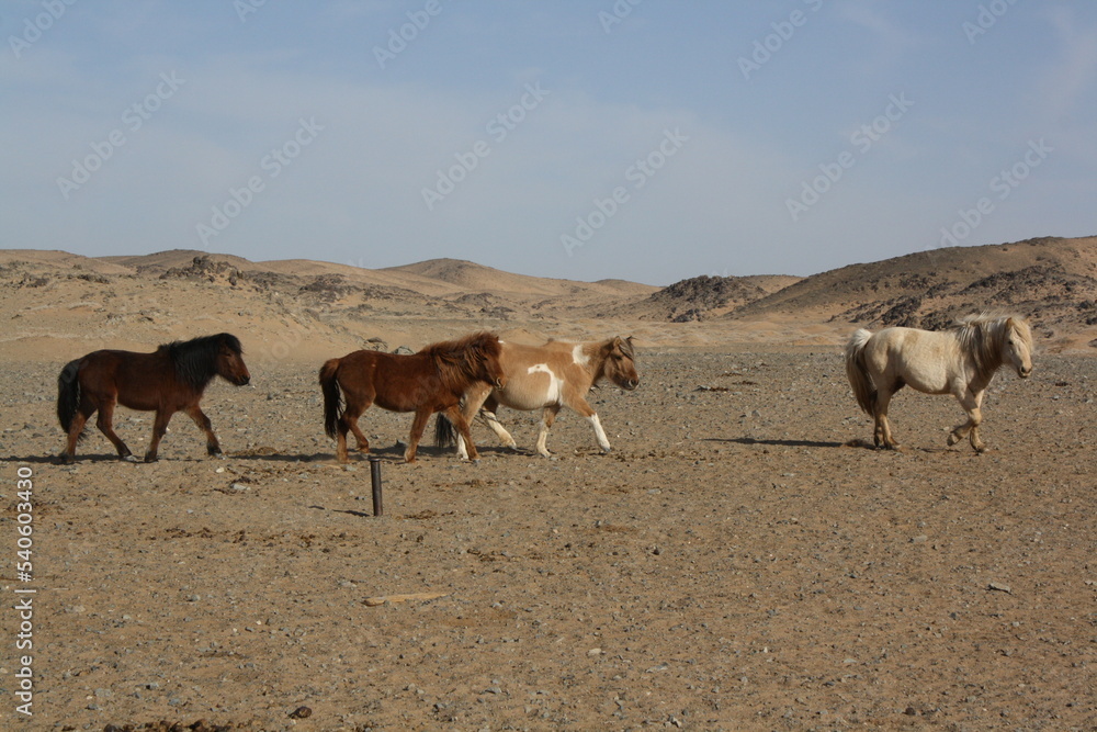 Mongolian Takhi (Przewalski) horses in the largely tranquil desert, Gobi in Umnugovi province, Mongolia. The Mongolian horses freely roam in the largely barren deserts. They eat dried bushes there. Mongolian Takhi (Przewalski) horses in the largely tranquil desert, Gobi in Umnugovi province, Mongolia. The Mongolian horses freely roam in the largely barren deserts. They eat dried bushes there.