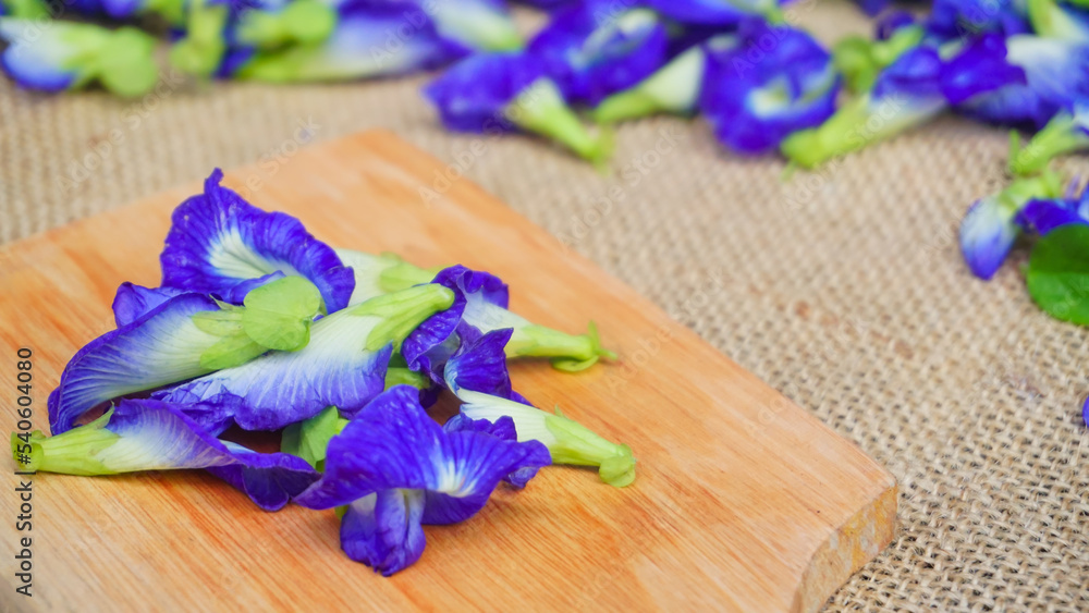 Selected focus Pile of butterfly pea flowers (Clitoria ternatea) on wodden board and burlap, Telang flower for herbal tea raw materials - Photo product concept on photo studio with blur background Selected focus Pile of butterfly pea flowers (Clitoria ternatea) on wodden board and burlap, Telang flower for herbal tea raw materials - Photo product concept on photo studio with blur background