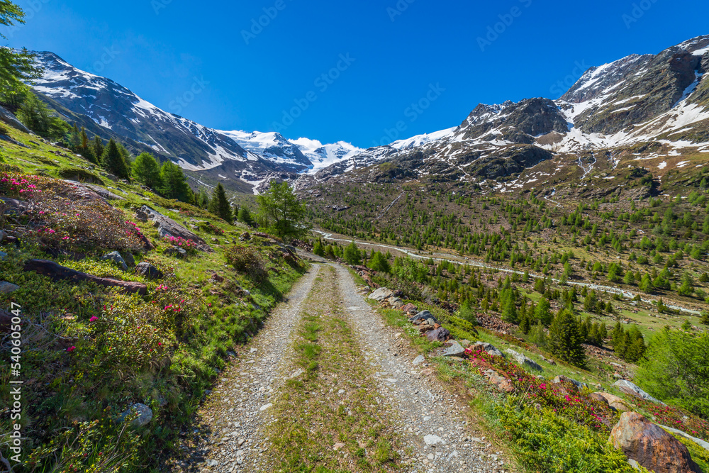 Country road in the mountains, Stelvio national park at clear sky, Italian alps