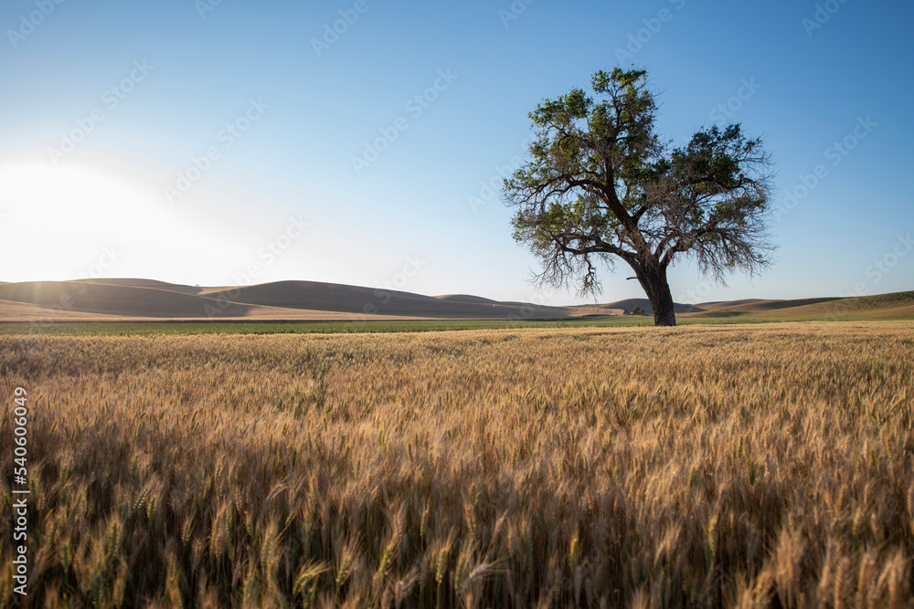 Palouse Hills In Washington State Palouse Hills In Washington State