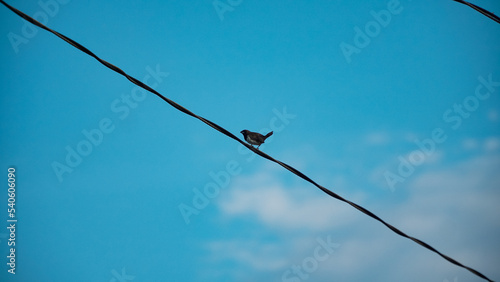 Selected focus photo A sparrow is perching on a cable with defocused blue sky background