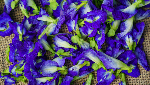 Pile of butterfly pea flowers (Clitoria ternatea) with burlap on the background, Telang flower for herbal tea raw materials - Flat lay concept