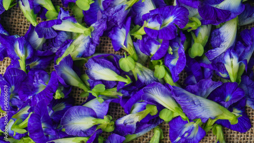 Pile of butterfly pea flowers  Clitoria ternatea  with burlap on the background   Telang flower for herbal tea raw materials - Flat lay concept