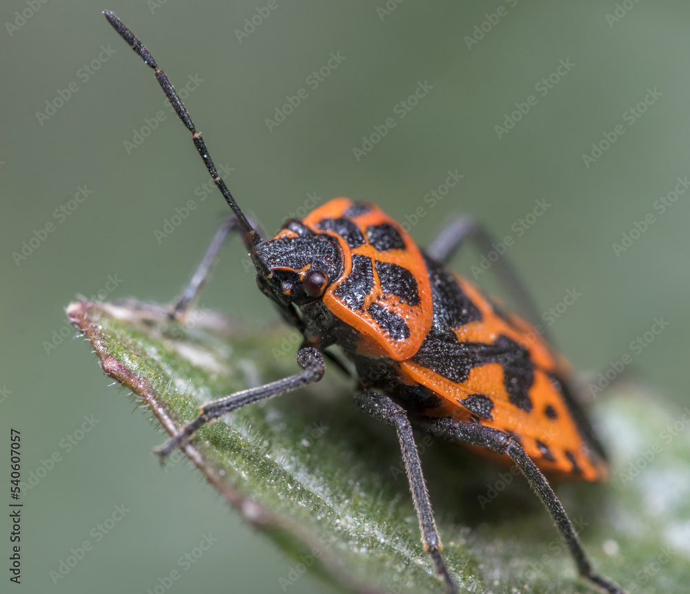 Eurydema ventralis walks on a green leaf on a sunny day Eurydema ventralis walks on a green leaf on a sunny day