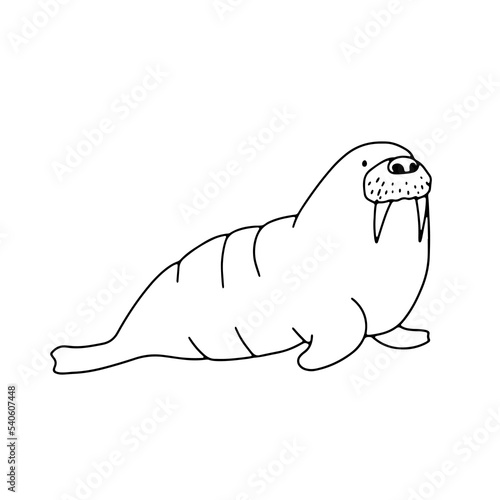 Outline vector illustration Northern walrus isolated on white. North pole animal for coloring book.