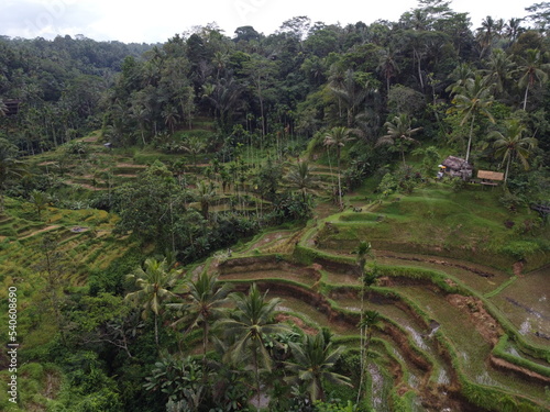 Drone view Rice fields in Ubud Bali Indonesia