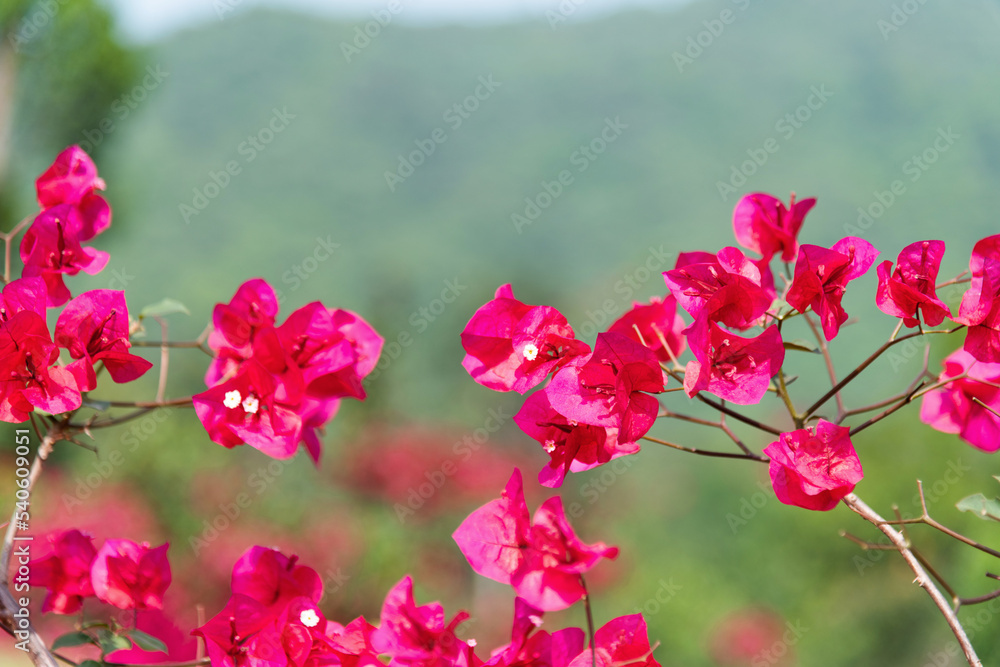 Red bougainvillea flower blooming in the park Red bougainvillea flower blooming in the park