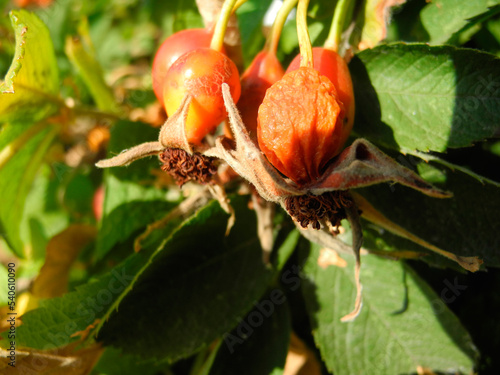 Red Berries Medicinal Rose Hips, Ripe, Round Hips