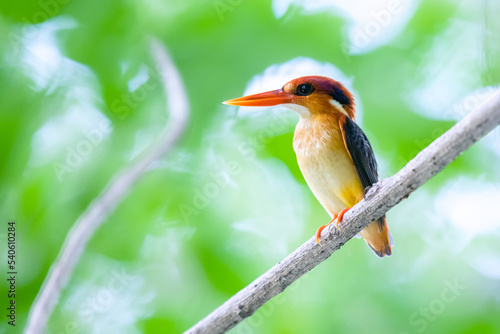 close up Three-toed kingfisher in park of bangkok thailand