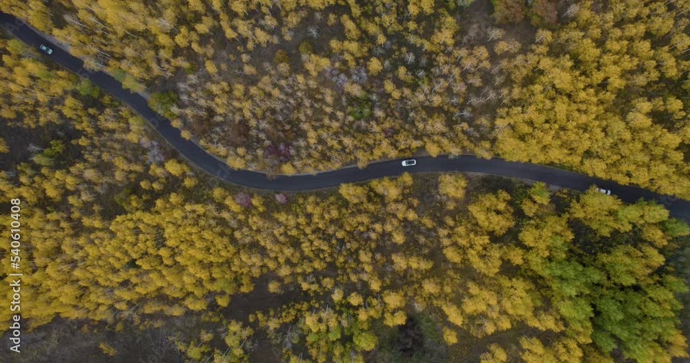 Colorful autumn season in Utah - yellow aspen trees on side of Alpine Scenic Loop, aerial overhead view Colorful autumn season in Utah - yellow aspen trees on side of Alpine Scenic Loop, aerial overhead view