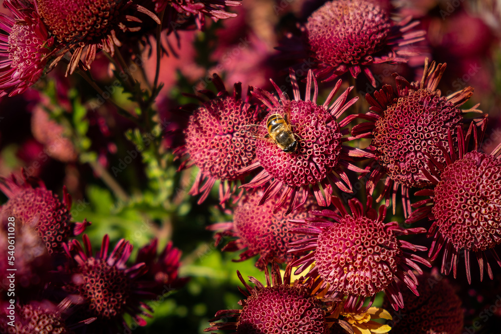 Background of pink chrysanthemum petals. Bee close-up on a chrysanthemum flower in the garden. Beautiful bright chrysanthemums in selective focus. Macrophotography. Autumn soft background. Copy space. Background of pink chrysanthemum petals. Bee close-up on a chrysanthemum flower in the garden. Beautiful bright chrysanthemums in selective focus. Macrophotography. Autumn soft background. Copy space.