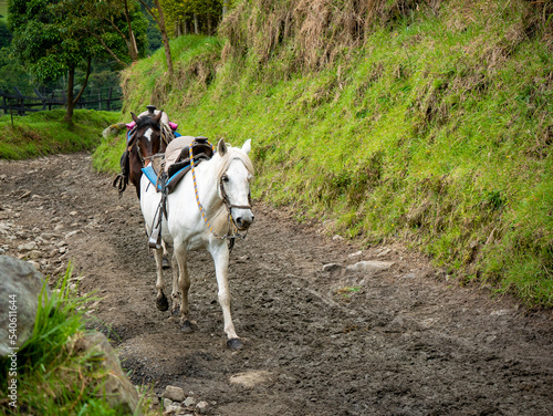 White and Brown Horses that are Used and Exploited for Tourist Rides so that Lazy People do not Walk