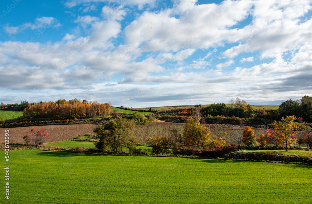 まるで絵葉書のように美しい美瑛のフィールド