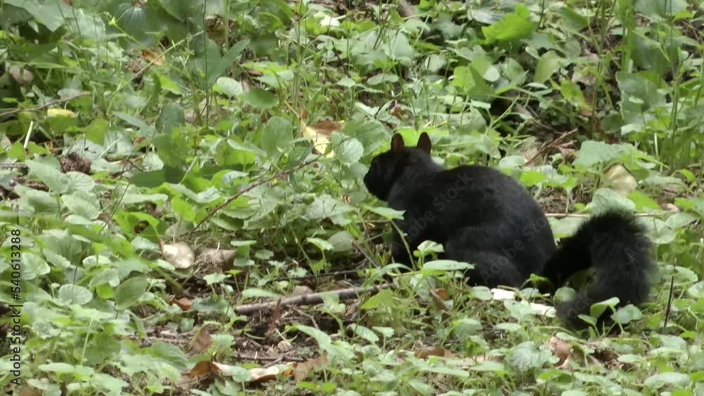 Black squirrel searching for food
Black squirrels are the result of an abnormal pigment gene, 2021
Black squirrel searching for food
Black squirrels are the result of an abnormal pigment gene, 2021