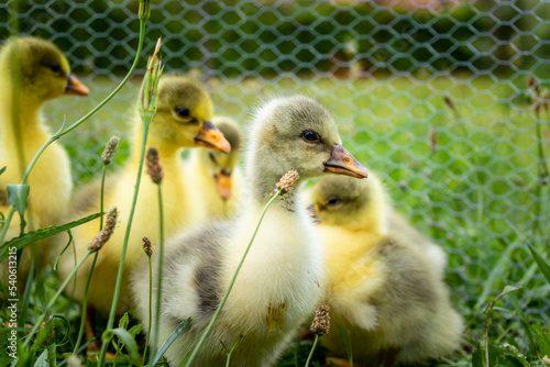 Oisons dans la prairie photo