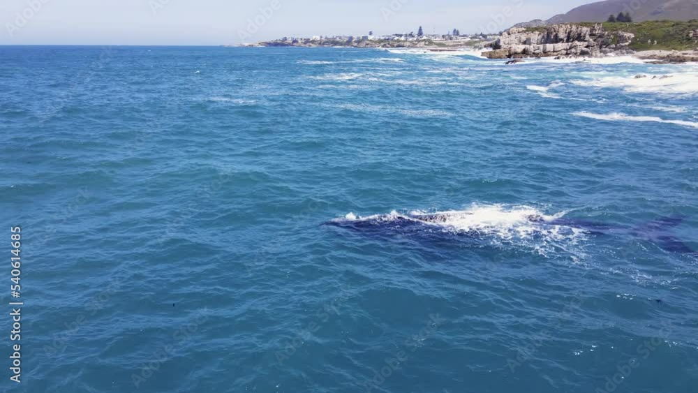 Southern Right whales close to rocky coastline, Walker Bay, Hermanus Southern Right whales close to rocky coastline, Walker Bay, Hermanus