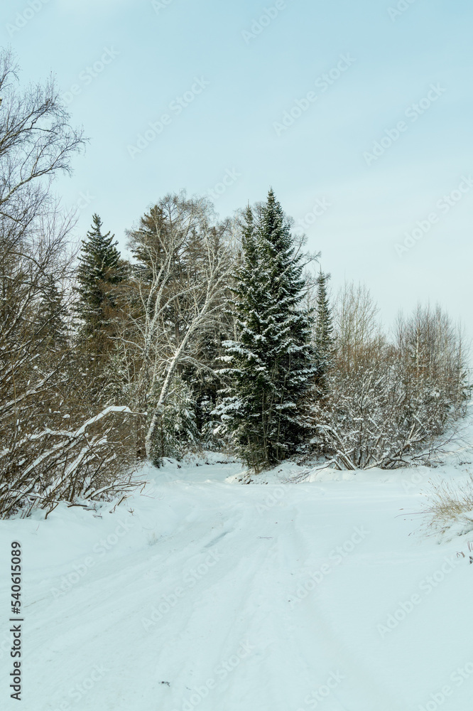 Obraz premium Snow-covered winter forest on a sunny day. 