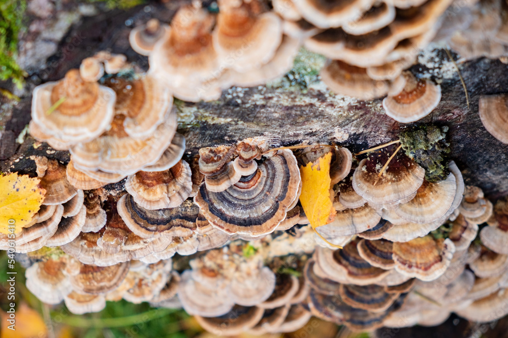 A closeup shot of turkey tail mushrooms,