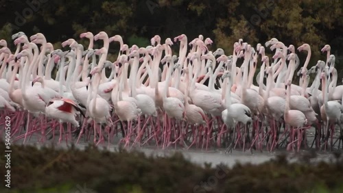 Greater flamingo flock feeding in the rain and startled
Larnaca Cyprus long shot, 2021
 photo