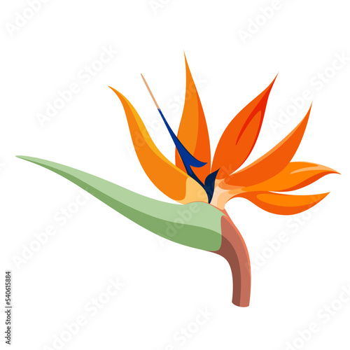 Strelitzia flower on a white background. Cartoon design.
 photo