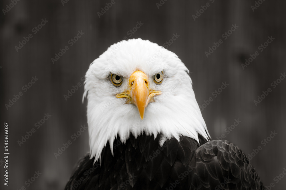 Naklejka premium Bald eagle looking directly at you