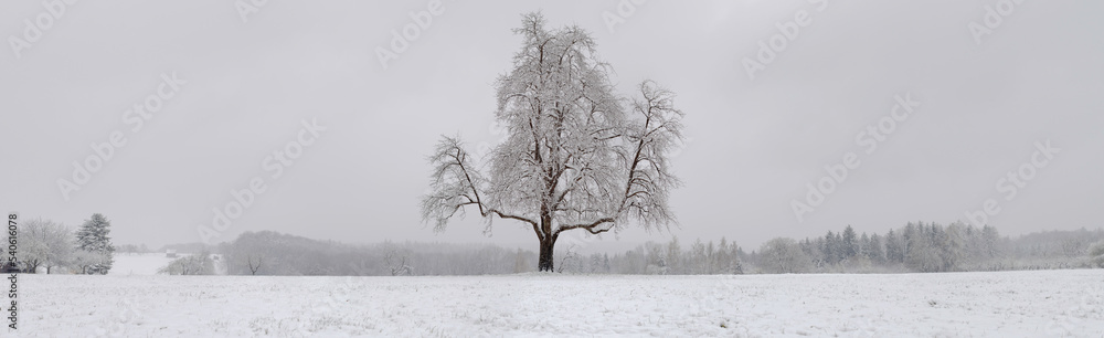 Single tree on a snow covered field Single tree on a snow covered field