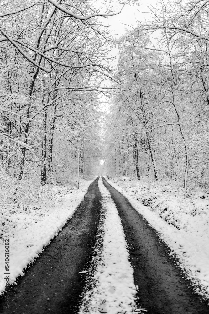 Road in the snow covered forest