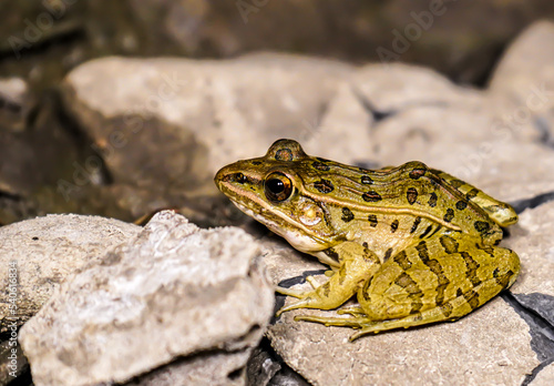 Selective focus northern Leopard Frog on river bank rocks awaiting bugs