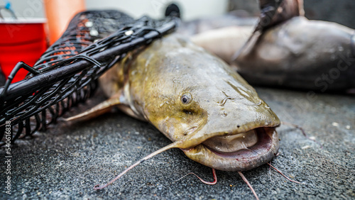 Selective focus low angle shot on an olive brown freshwater flathead catfish