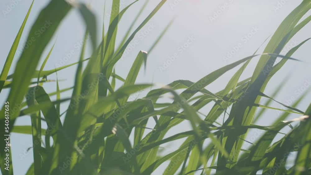 green grass blowing in the strong wind on sky background, slow motion green grass blowing in the strong wind on sky background, slow motion
