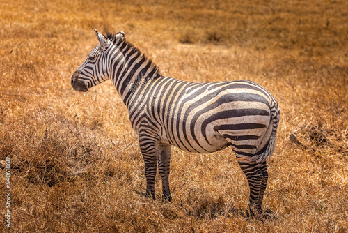 A Zebra in the grasslands of the Serengeti  Tanzania